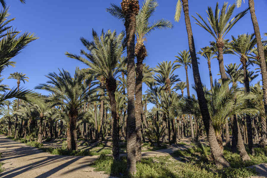 Alicante - Elche 53 - Huerto de Don Claudio.jpg